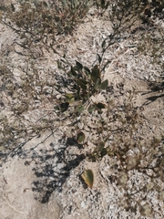 Lepidium cartilagineum