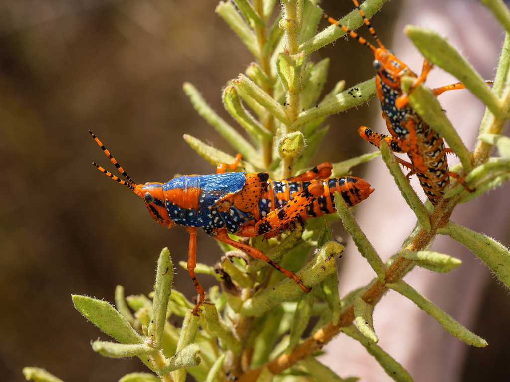 Leichhardt's grasshopper from Mount Borradaile, West Arnhem NT 0822 ...