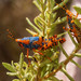 Leichhardt's Grasshopper - Photo (c) David Morris, some rights reserved (CC BY-NC-ND), uploaded by David Morris