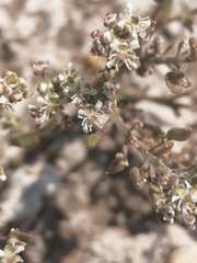 Lepidium cartilagineum