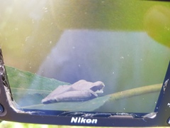 Polypedates cruciger