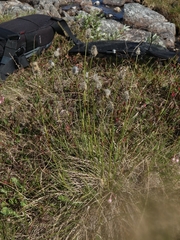 Eriophorum brachyantherum