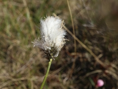 Eriophorum brachyantherum
