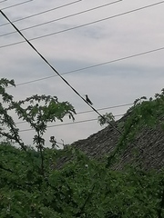 Cynanthus doubledayi