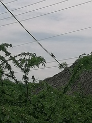 Cynanthus doubledayi