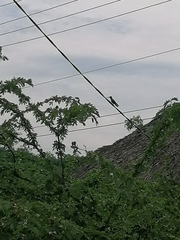 Cynanthus doubledayi