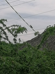 Cynanthus doubledayi