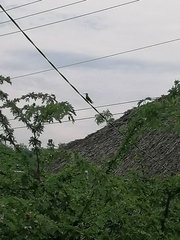 Cynanthus doubledayi