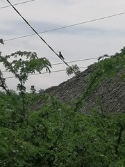 Cynanthus doubledayi