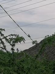 Cynanthus doubledayi