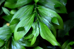 Ruscus