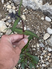 Penstemon whippleanus