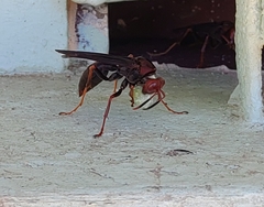 Polistes lanio
