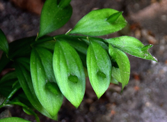 Ruscus