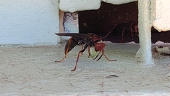 Polistes lanio