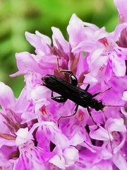 Oedemera tristis