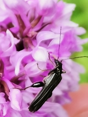Oedemera tristis