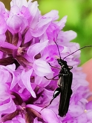 Oedemera tristis