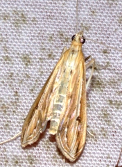 Euclasta vitralis