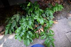 Ruscus