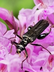 Oedemera tristis