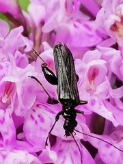 Oedemera tristis