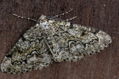 Cleorodes lichenaria