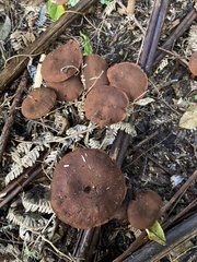 Cortinarius castoreus
