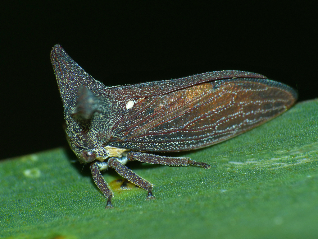 Ceraon
