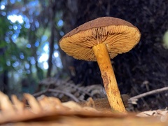 Cortinarius castoreus