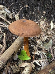 Cortinarius castoreus