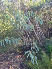 Eucalyptus luehmanniana