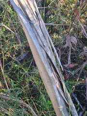 Eucalyptus luehmanniana