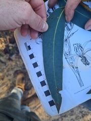 Eucalyptus luehmanniana