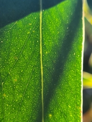 Eucalyptus luehmanniana