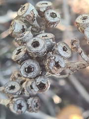 Eucalyptus luehmanniana