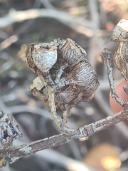 Eucalyptus luehmanniana