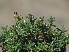 Portulaca gilliesii