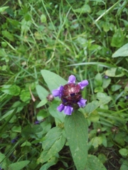 Prunella vulgaris