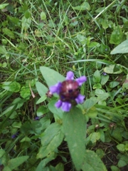 Prunella vulgaris