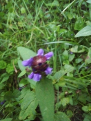 Prunella vulgaris