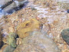 Schistura notostigma