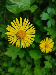 Doronicum carpaticum