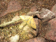 Psara dryalis
