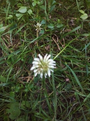 Trifolium repens