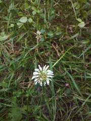 Trifolium repens