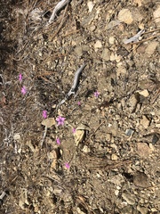 Saltugilia splendens