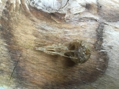 Acridotheres tristis