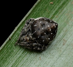 Araneus acuminatus