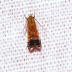 Tricyanaula aurantiaca